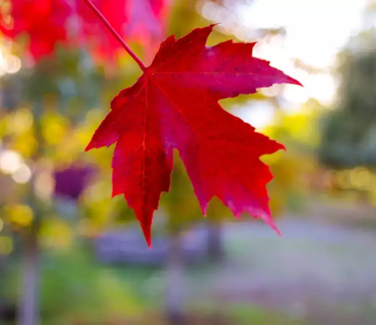 Five benefits of Canadian citizenship